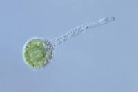 Prêle - Spore en cours de germination x100